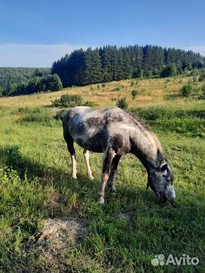 Продам семью лошадей