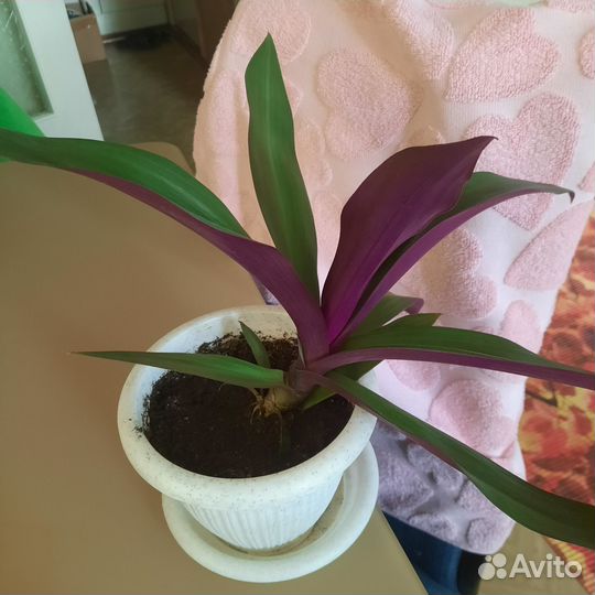 Традесканция рэо