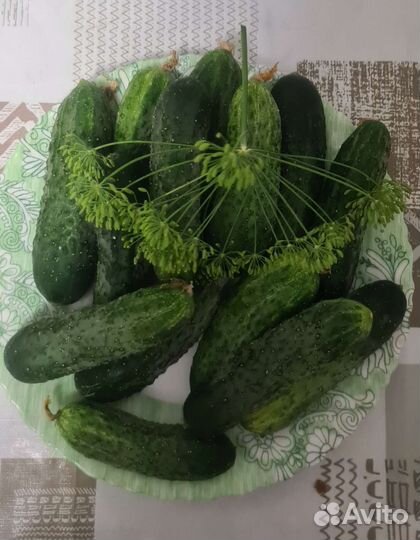 Помидоры домашние садовые