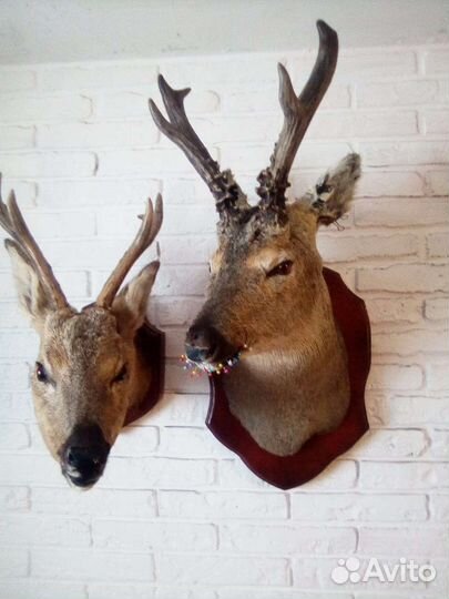 Чучела(выделка)