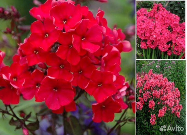 Флоксы.Большой выбор сортов для сада и контейнеров