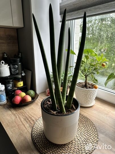 Сансевиерия цилиндрика