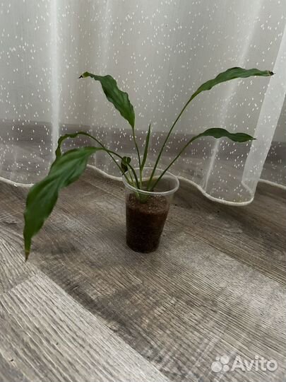 Спатифиллум