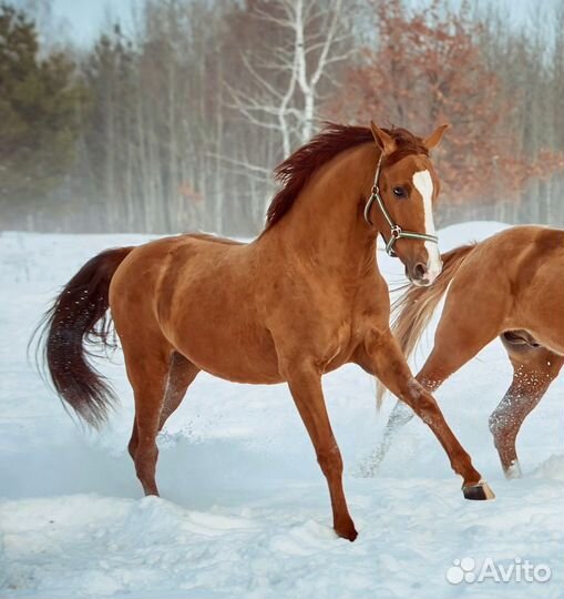 Продается жеребец