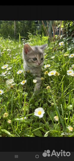 Котята в добрые руки бесплатно