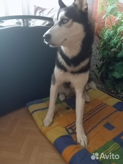 Сибирский хаски
