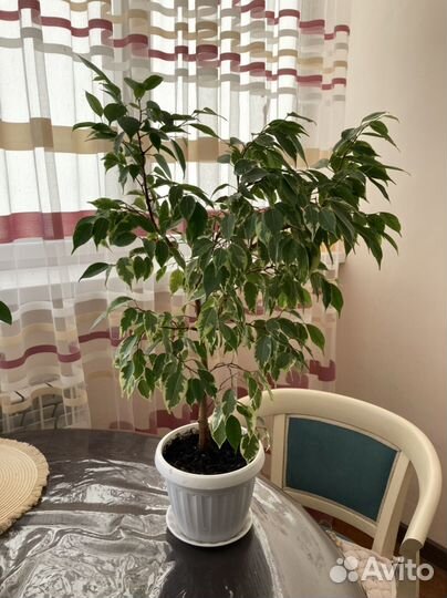 Фикус бенджамина