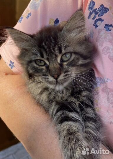 Котенок