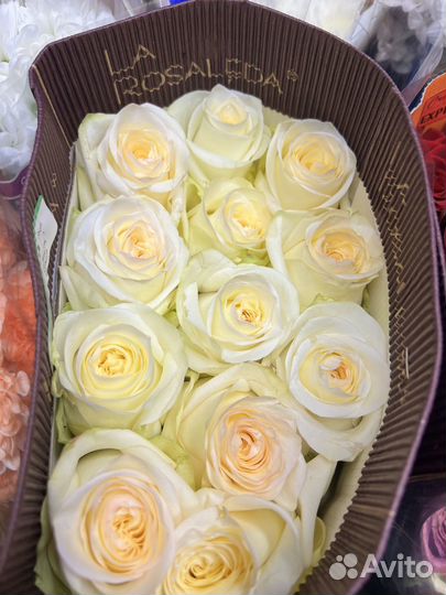 Розы:Свежее поступление