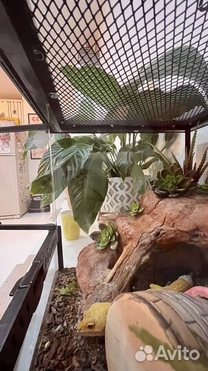 Террариум хабитат