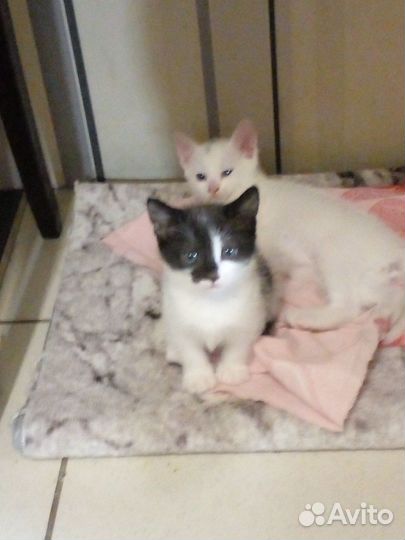 Отдам котенка в добрые руки