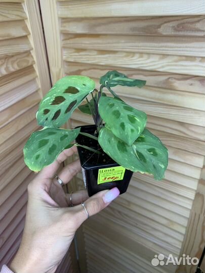 Маранта вариегатная Бьюти Ким