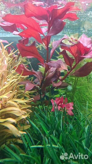 Аквариумные растения