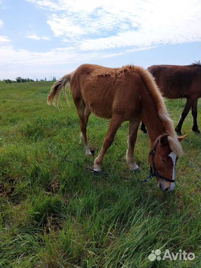 Лошадь жеребец