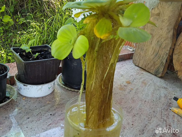 Пистия. Растение для водоёмов, аквариумов