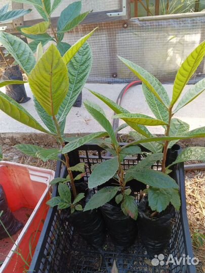 Саженцы мушмулы японской