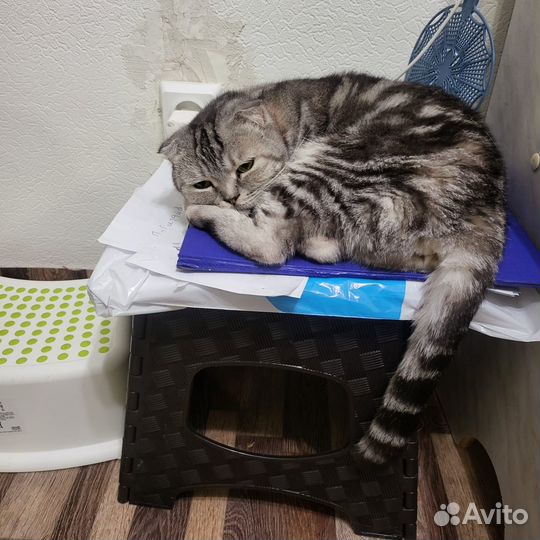 Зоогостиница Передержка животных Догситтер