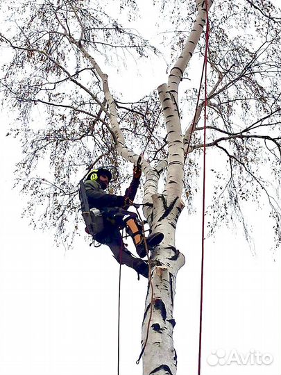 Удаление деревьев