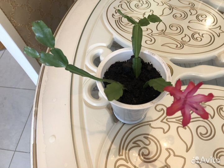 Домашние цветы