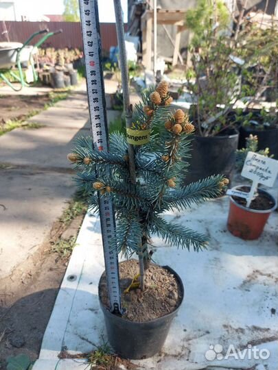 Продам Ель Hoopsii 35-40см