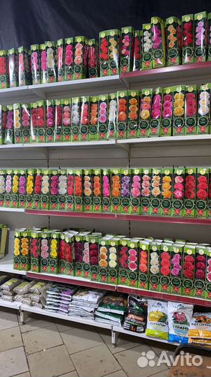 Роза с закрытой корневой от склада весна 2024