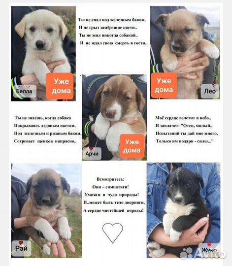 Щенки в добрые руки
