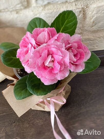 Глоксиния ен Наследие богов детка