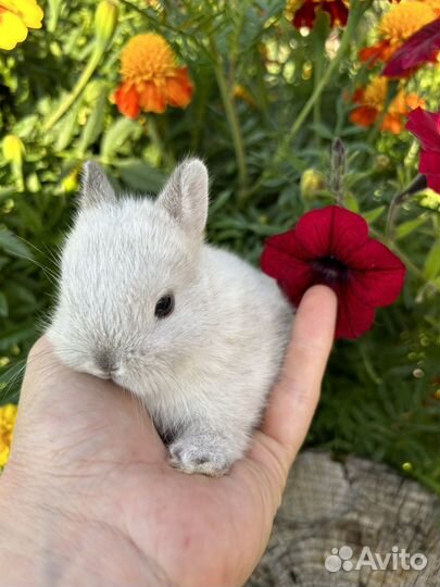 Самые маленькие карликовые декоративные кролики