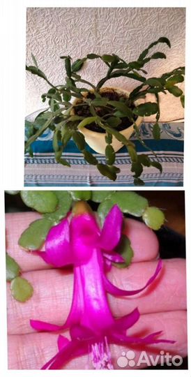 Комнатные цветы