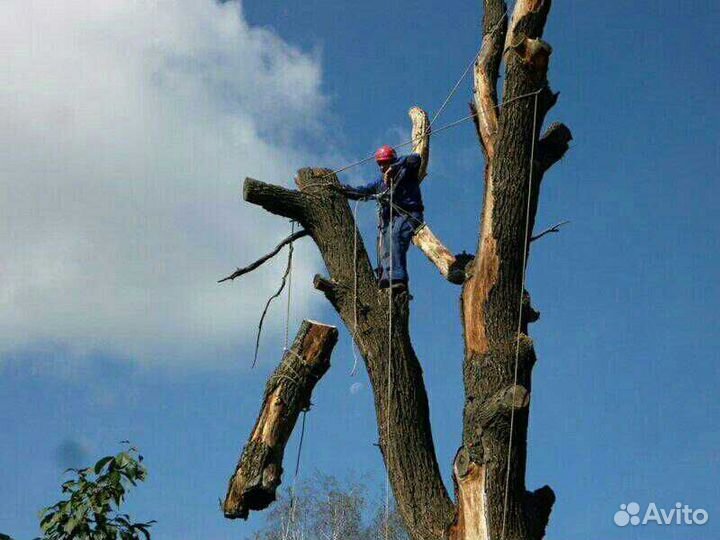 Профессианальный спил,валка деревьев уборка террит