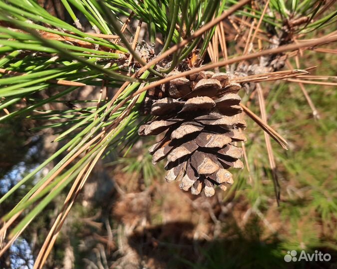 Шишки крымской сосны. Принимаю заказы