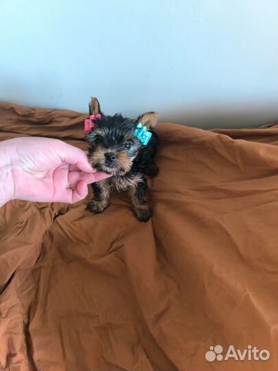 Девочка Йоркширский терьер мини доставка