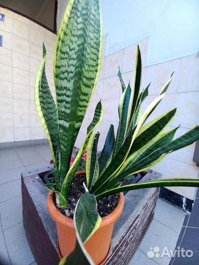 Спатифиллум сенсация