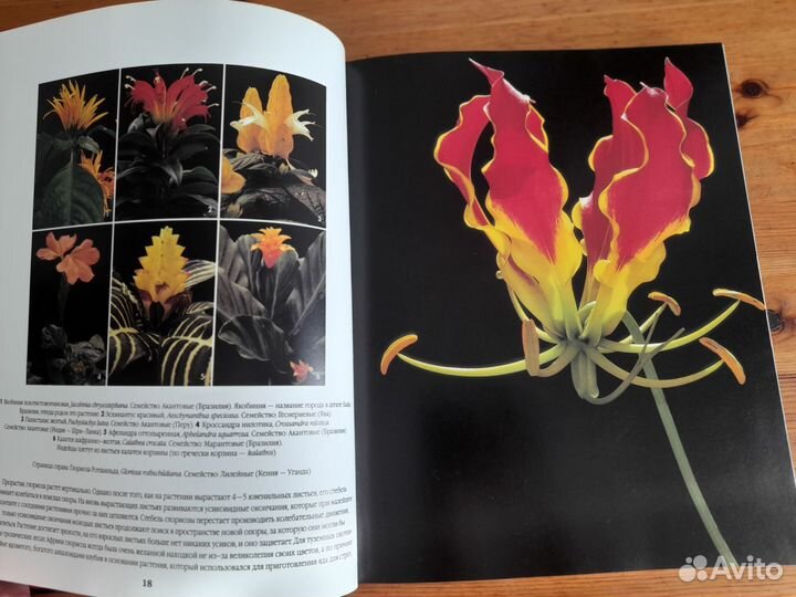 Цветы мира Мишель Виар