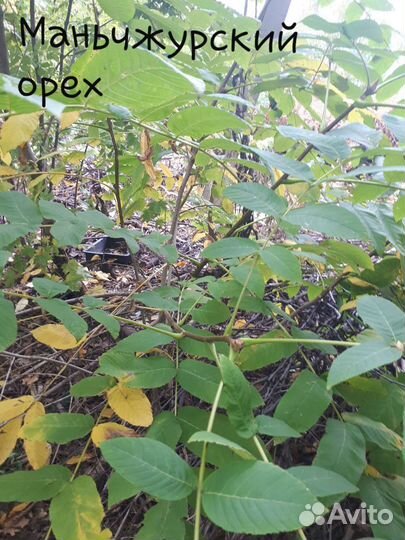 Клен,дуб,береза,акация,маньчжурский и лесной орех