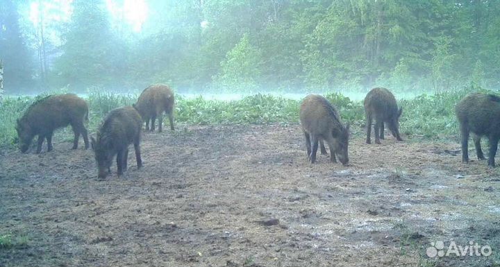 Охота на кабана с лабаза