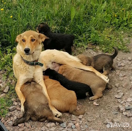 Щенки в хорошие руки