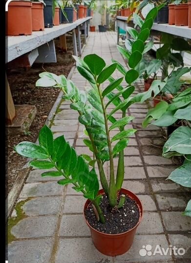 Замиокулькас