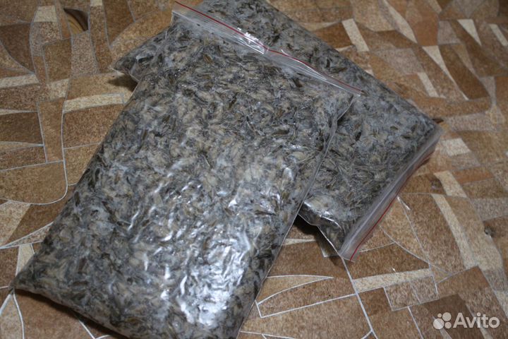 Кормовые насекомые - сверчок замороженный