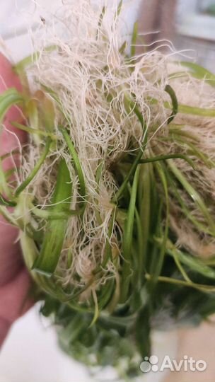 Аквариумное растение