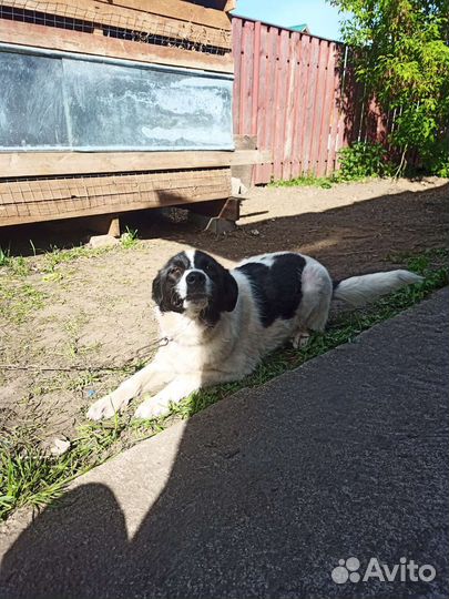 Собаки бесплатно в добрые руки