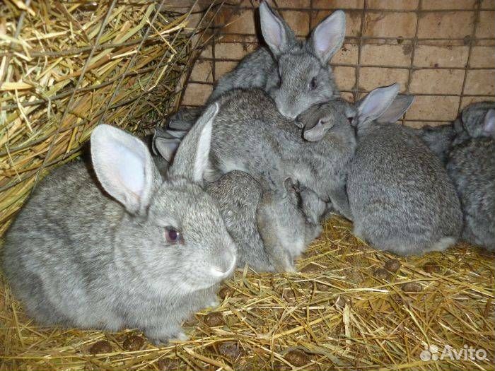 Крольчата полтавское серебро