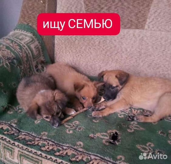 Друг в семью