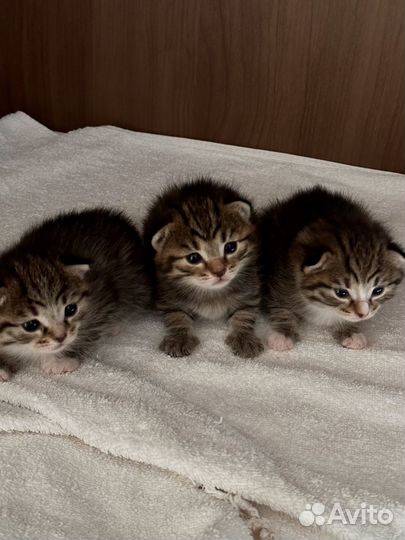 Котята от домашней кошки
