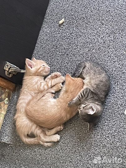 Котята в добрые руки бесплатно