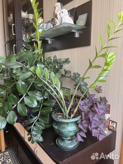 Замиокулькас долларовое в керамическом горшке