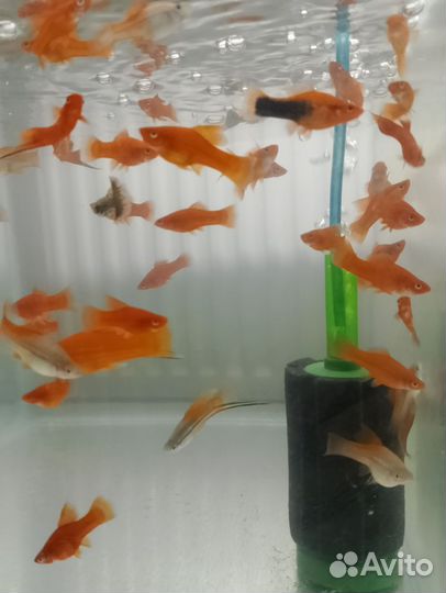 Аквариумные рыбки