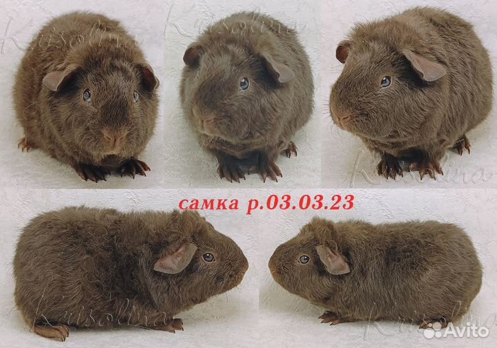 Морские свинки короткошерстные