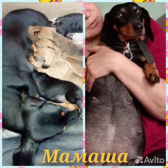 Щенки таксы