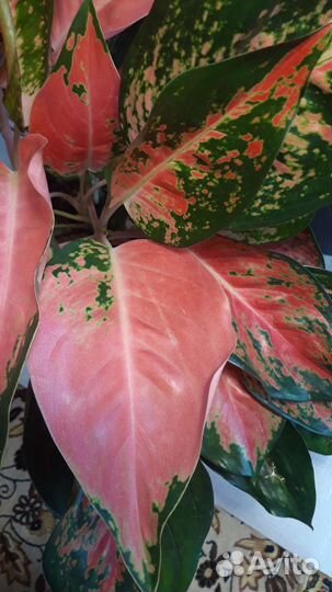 Аглаонема Boonsetthi